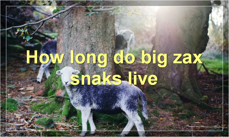 How long do big zax snaks live