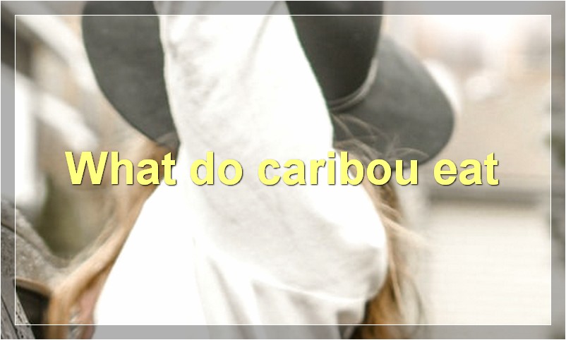 What do caribou eat